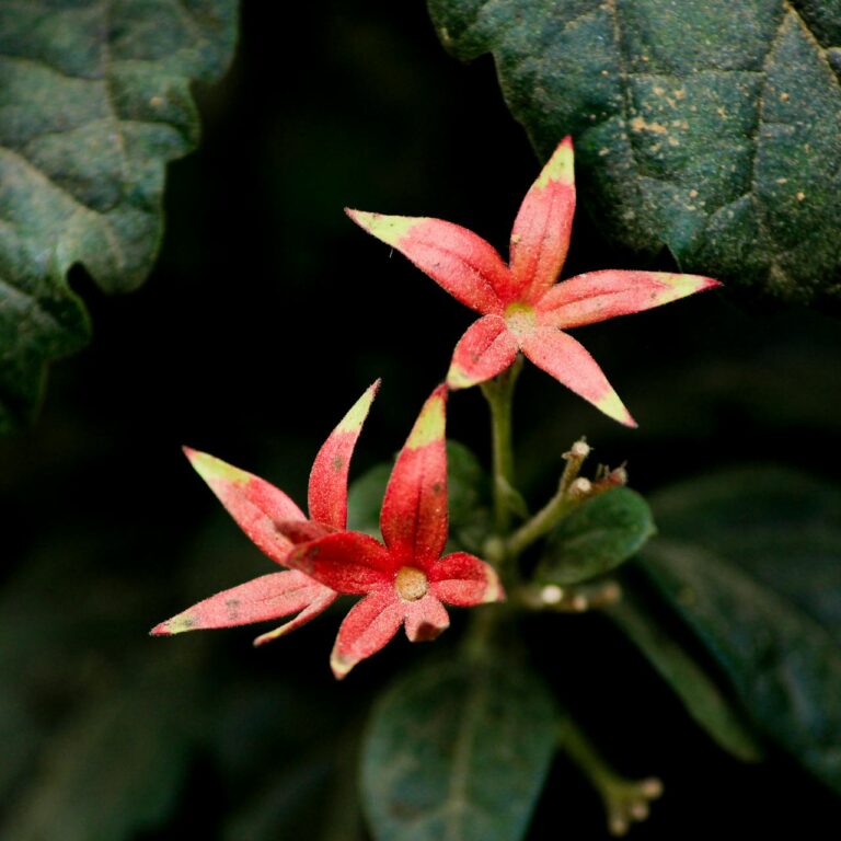 Garden Photography Walk