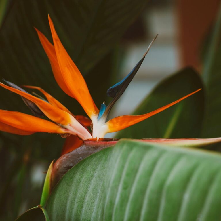 Tropical Conservatory Tour