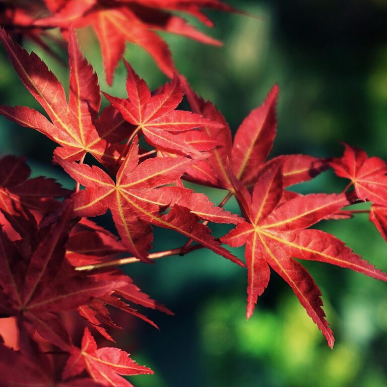 Autumn Harvest Celebration